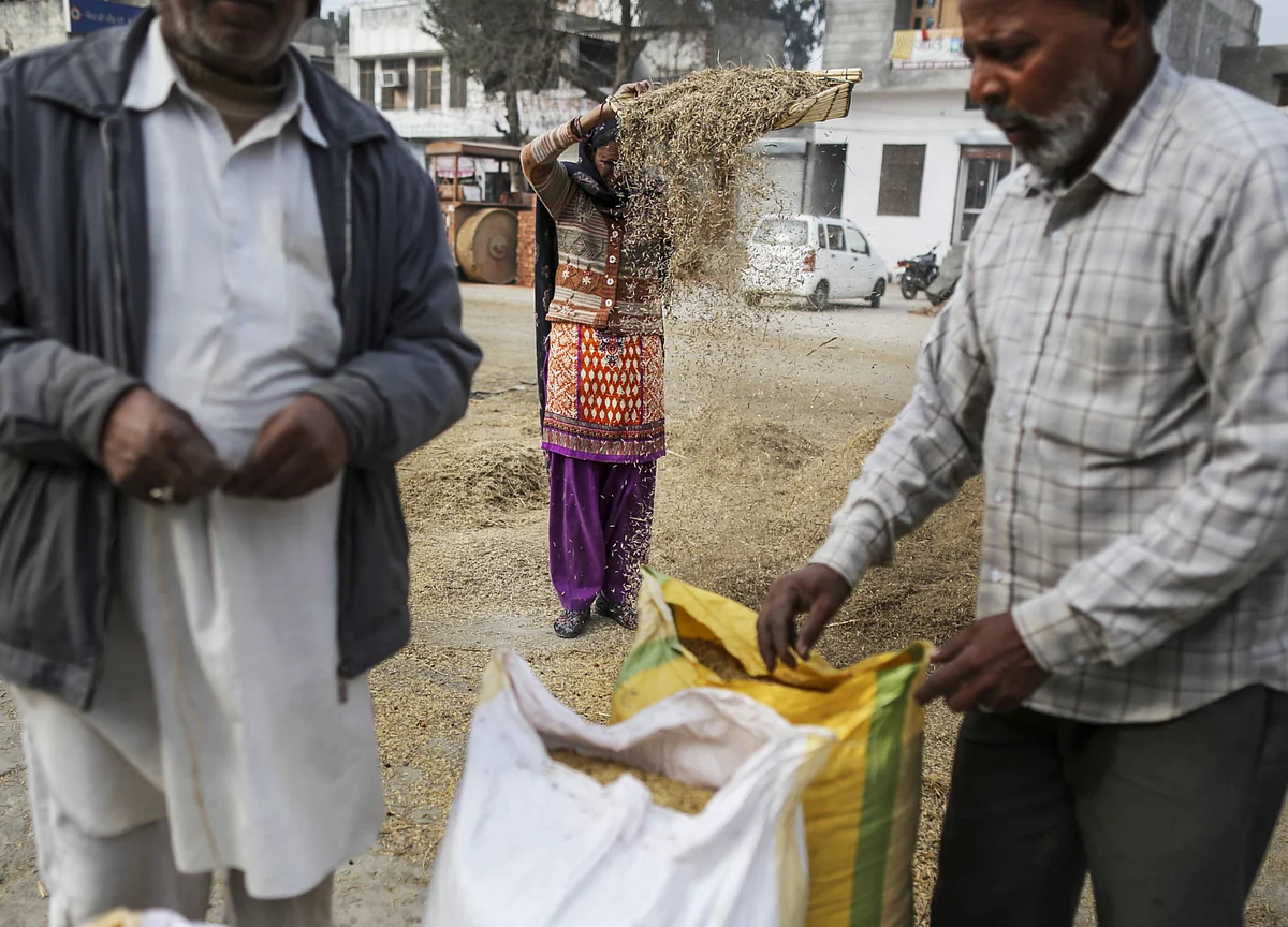 As Fears Over Rice Exports Grow, India May Continue Selling