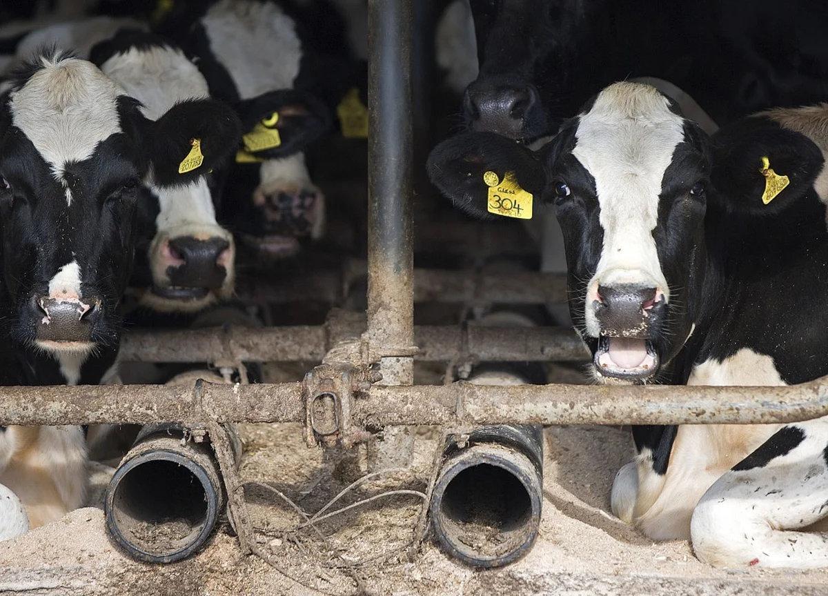 These Face Masks for Cows Have Nothing to Do With Coronavirus