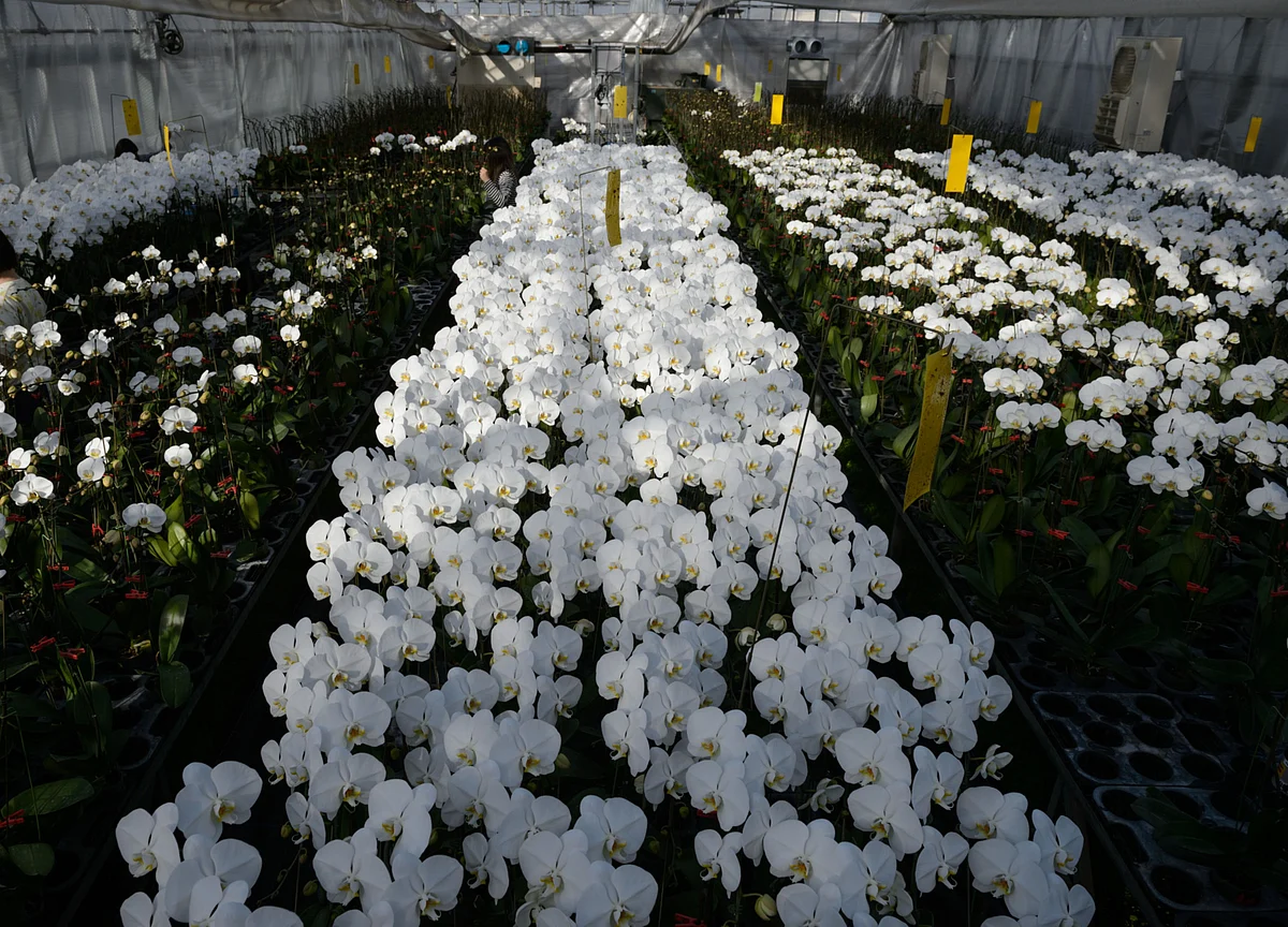 Millions of Orchids Are Being Thrown Out by Top World Exporter