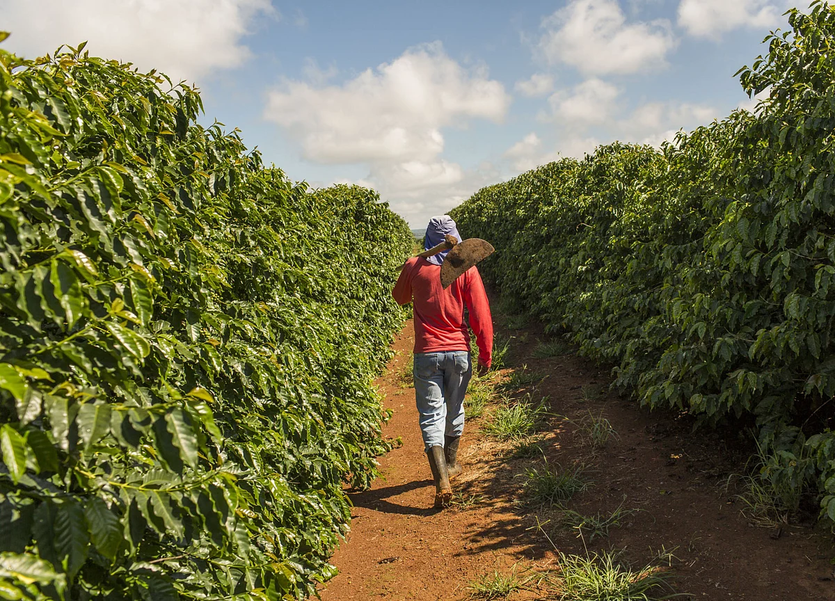 Coffee Growers Fret Lost Output In ‘Ticking Time Bomb’ Brazil