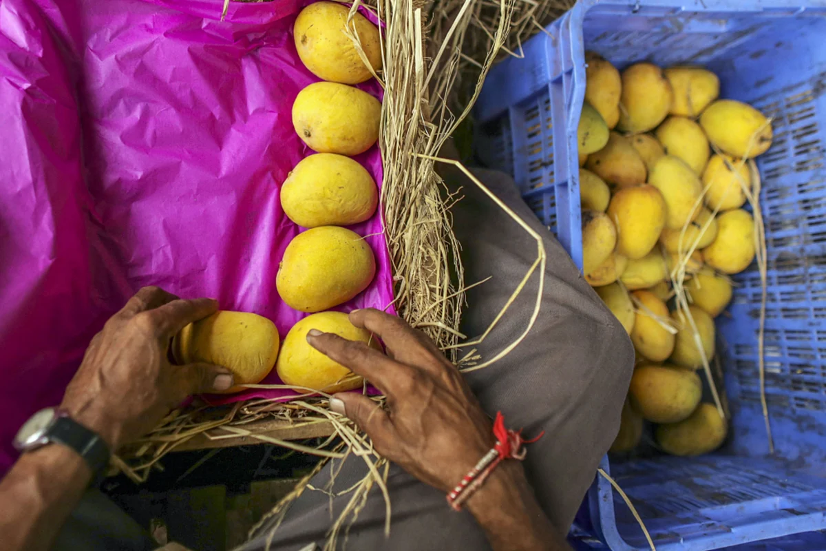 A file image of Alphonso mangoes being packed into a wooden crate at a local mango trader’s premises in Ratnagiri, Maharashtra. (Photographer: Dhiraj Singh/Bloomberg)