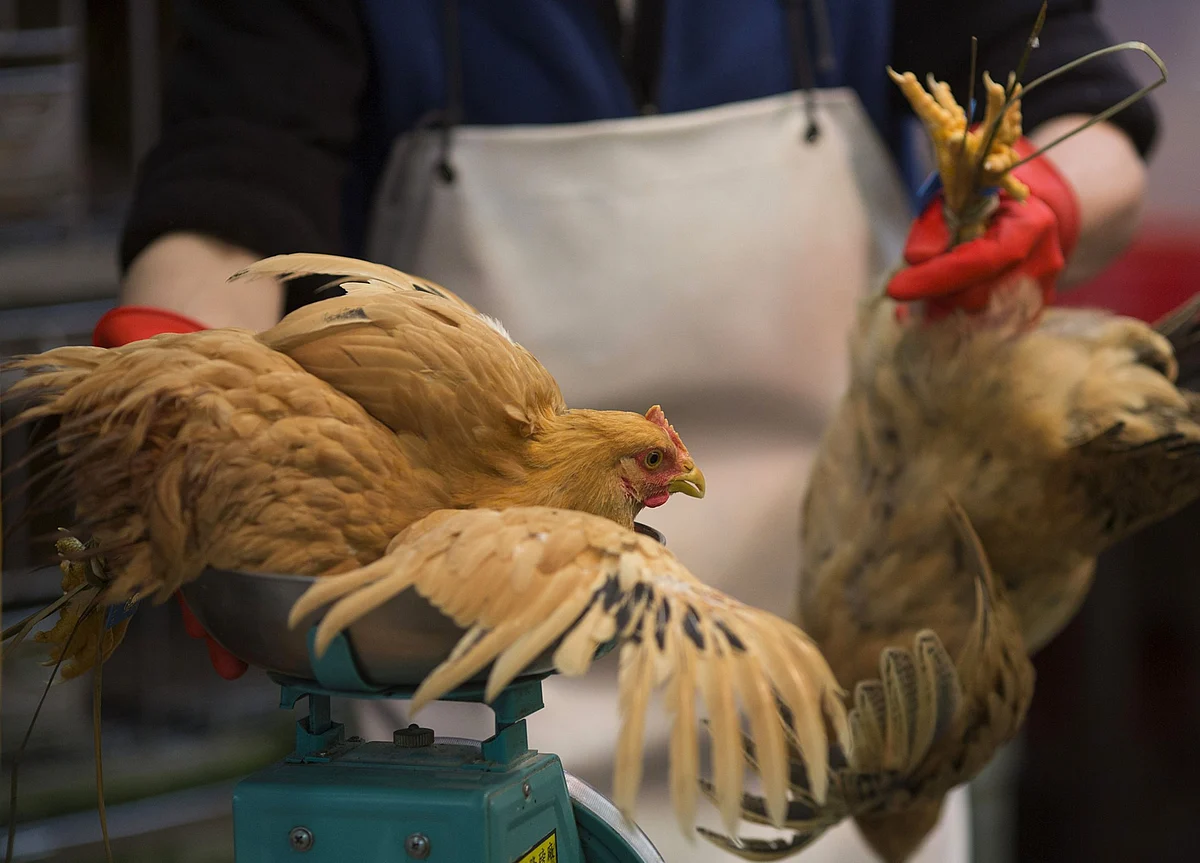 Live Bird Markets Are Coming Back in China by Popular Demand