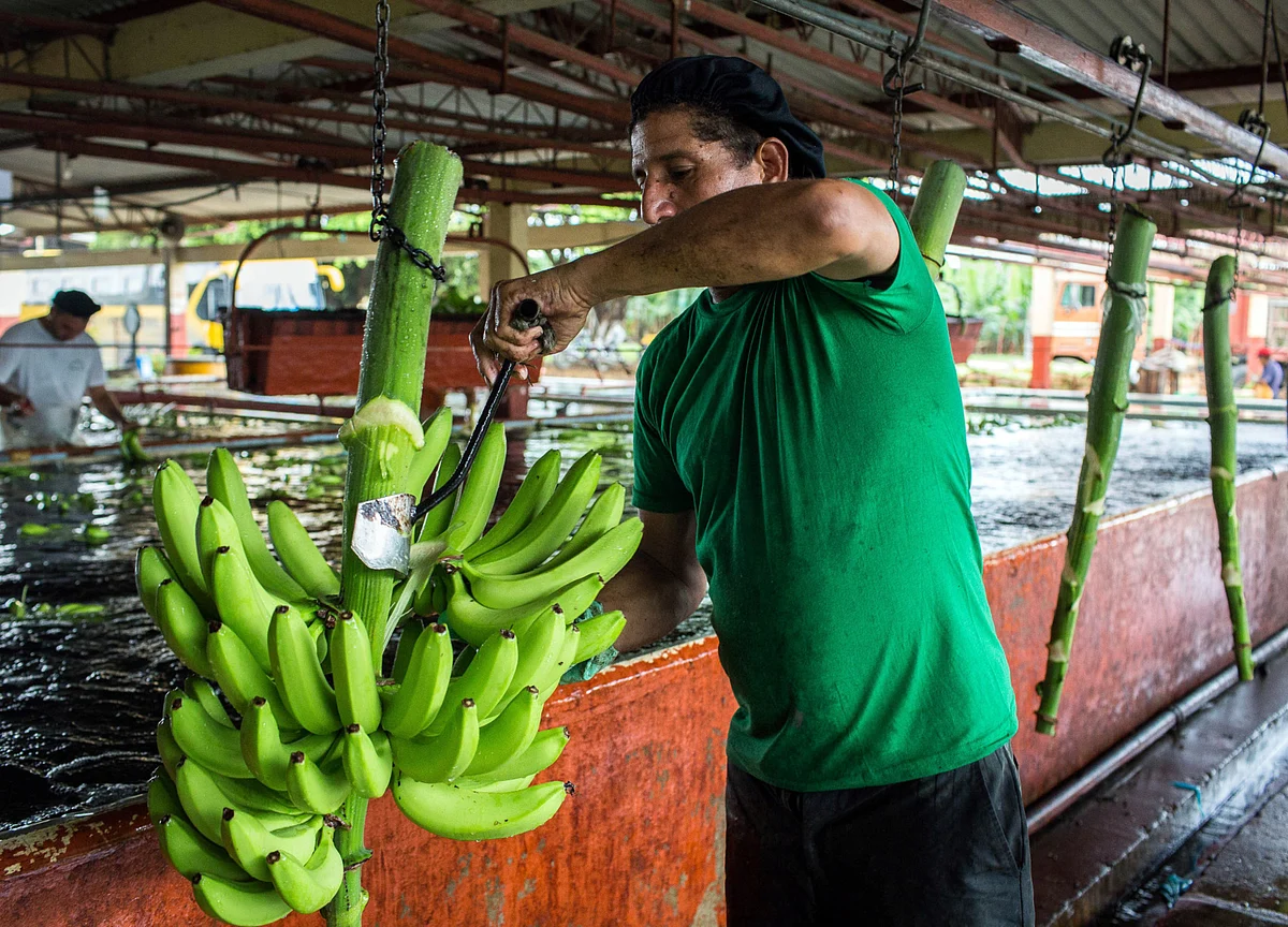 The Virus Is About to Hit Banana Supplies Next