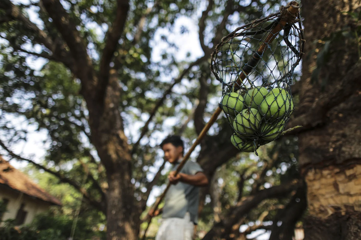 A file image of a farm worker using a bamboo pole to pick Alphonso mangoes during a harvest in Ratnagiri, Maharashtra. (Photographer: Dhiraj Singh/Bloomberg)