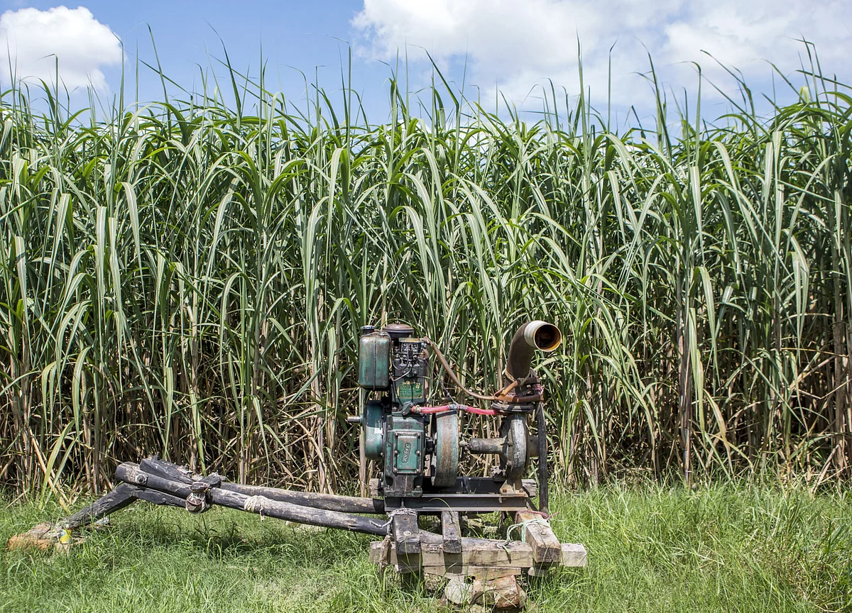 India Farm Output Lone Bright Spot in an Economy Set to Shrink