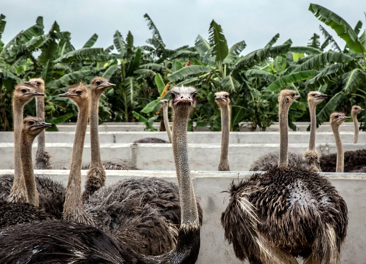 Covid-19 And The Ostrich School Of Risk Management