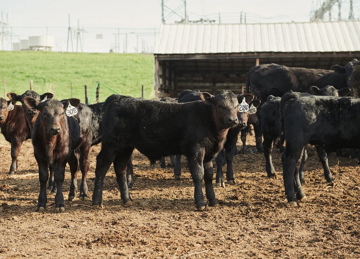 Cold, Crowded, Deadly: How U.S. Meat Plants Became a Virus Breeding Ground