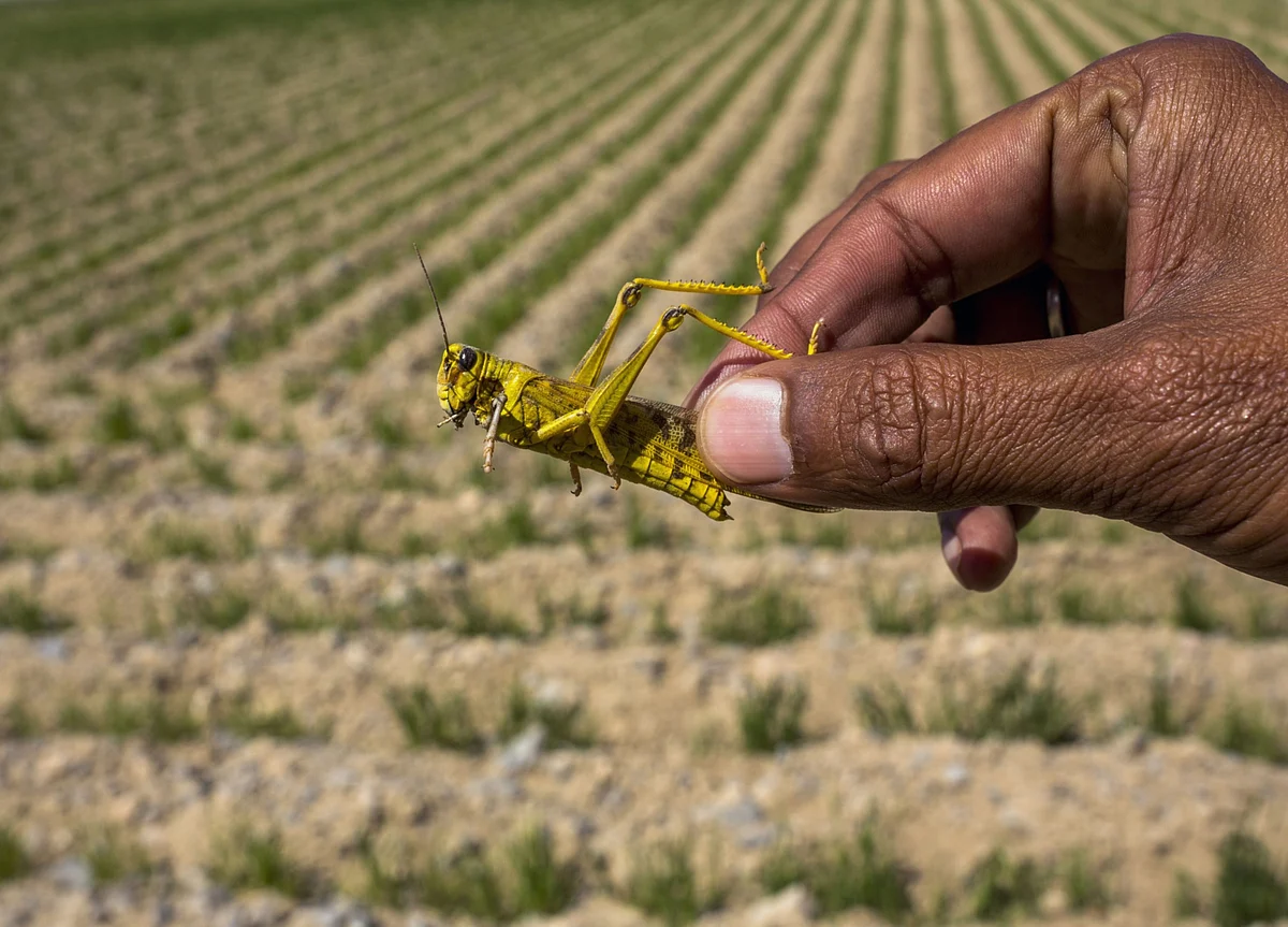 Locust Infestations Could Hit India, Pakistan Next Month, Says UN Agriculture Agency