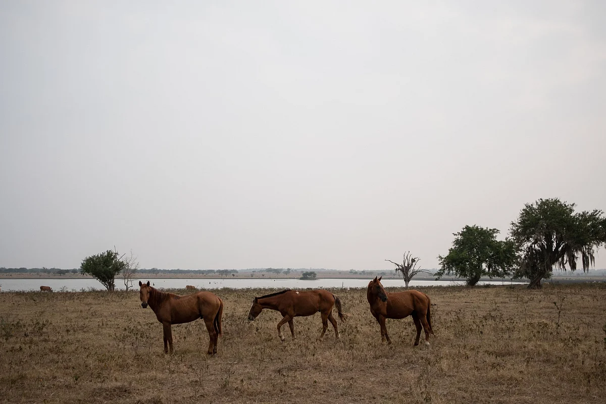 A Deadly Virus From Africa Is Killing Horses in Thailand