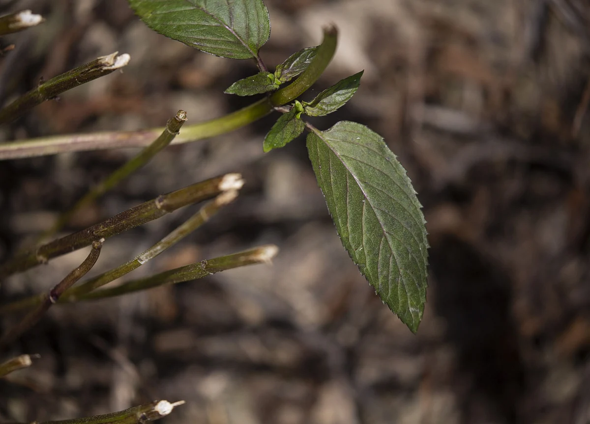 Green Shoots Emerge in World Economy as Virus Lockdowns Ease