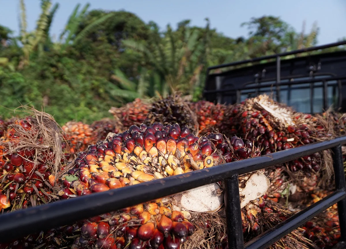 Palm Oil Set For Better Fortunes After Pandemic Wrecked Bull Run