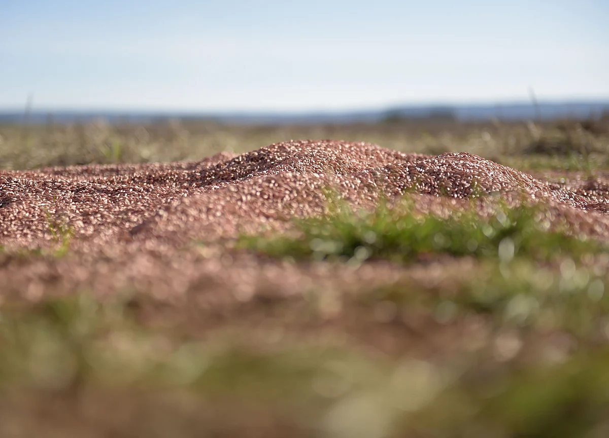 China Slaps Duties on Australian Barley as Tensions Escalate