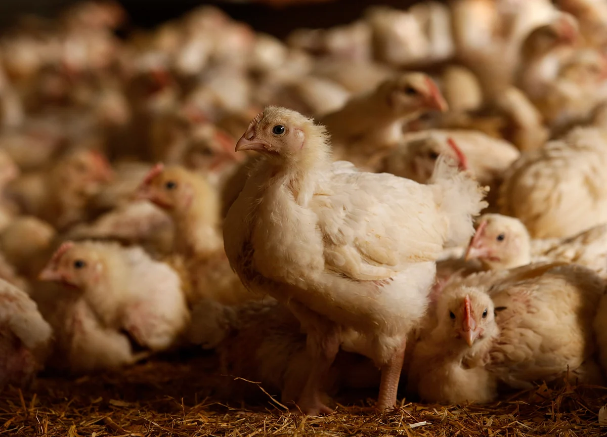 Why Chicken Is Plentiful During the Pandemic and Beef Is Not