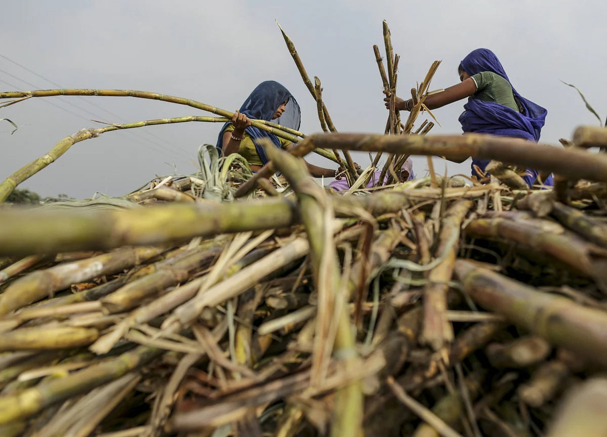 Cabinet Approves Increase In Sugarcane FRP By Rs 10 For 2020-21