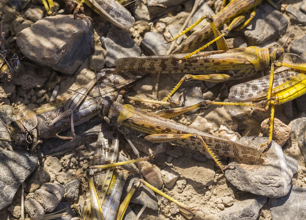 India’s Farmers Told to Scare Locusts Away by Beating Drums