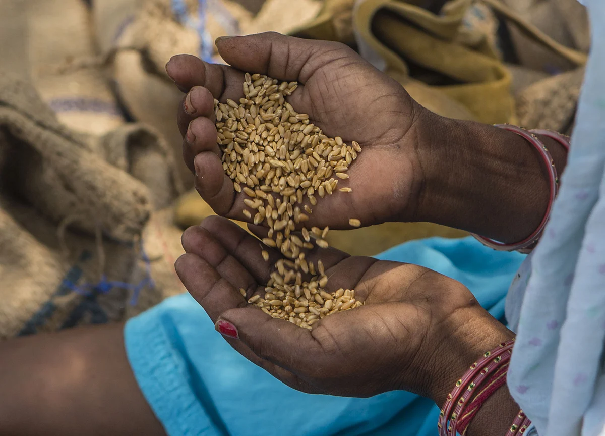 Government’s Wheat Procurement Surpasses Last Year