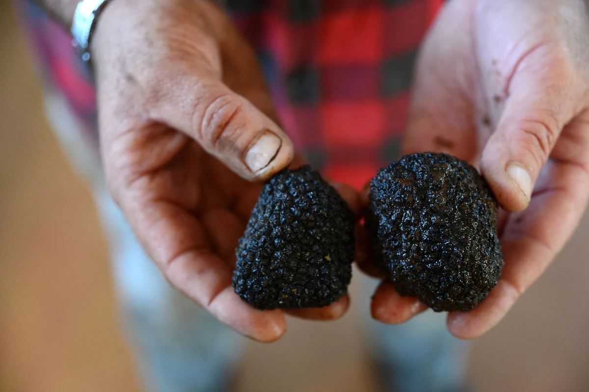 Unsold Truffles Tell Tale of Broken $3.4 Trillion Food Chain