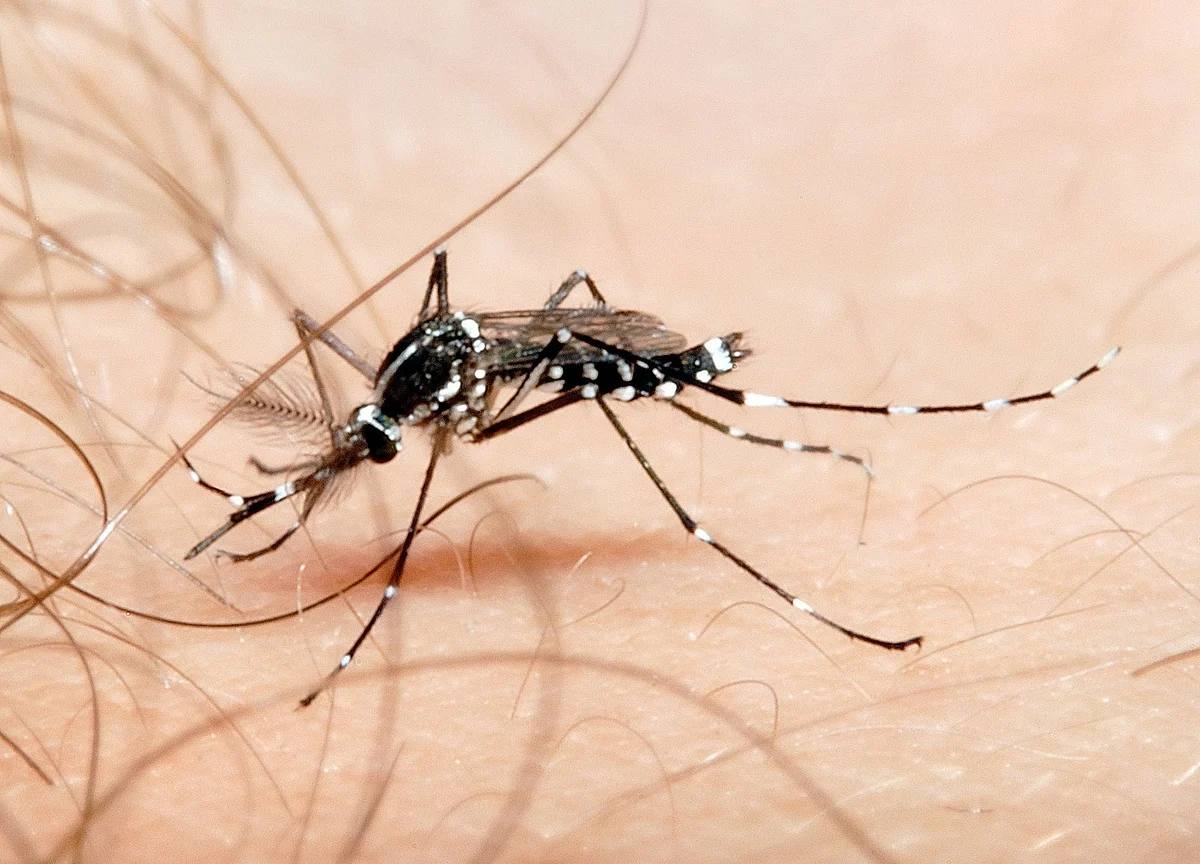 GSK, PATH, Bharat Biotech Sign Pact For Malaria Vaccine