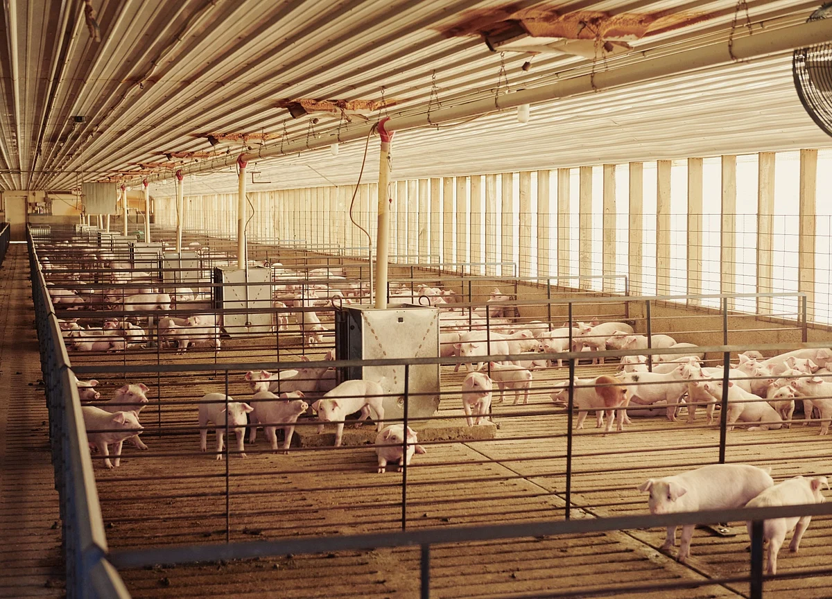 A Booming Airline Business: Shipping Pigs to China in 747 Jumbo Jets