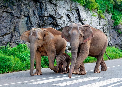 World Environment Day Let S Not Stop At One Elephant