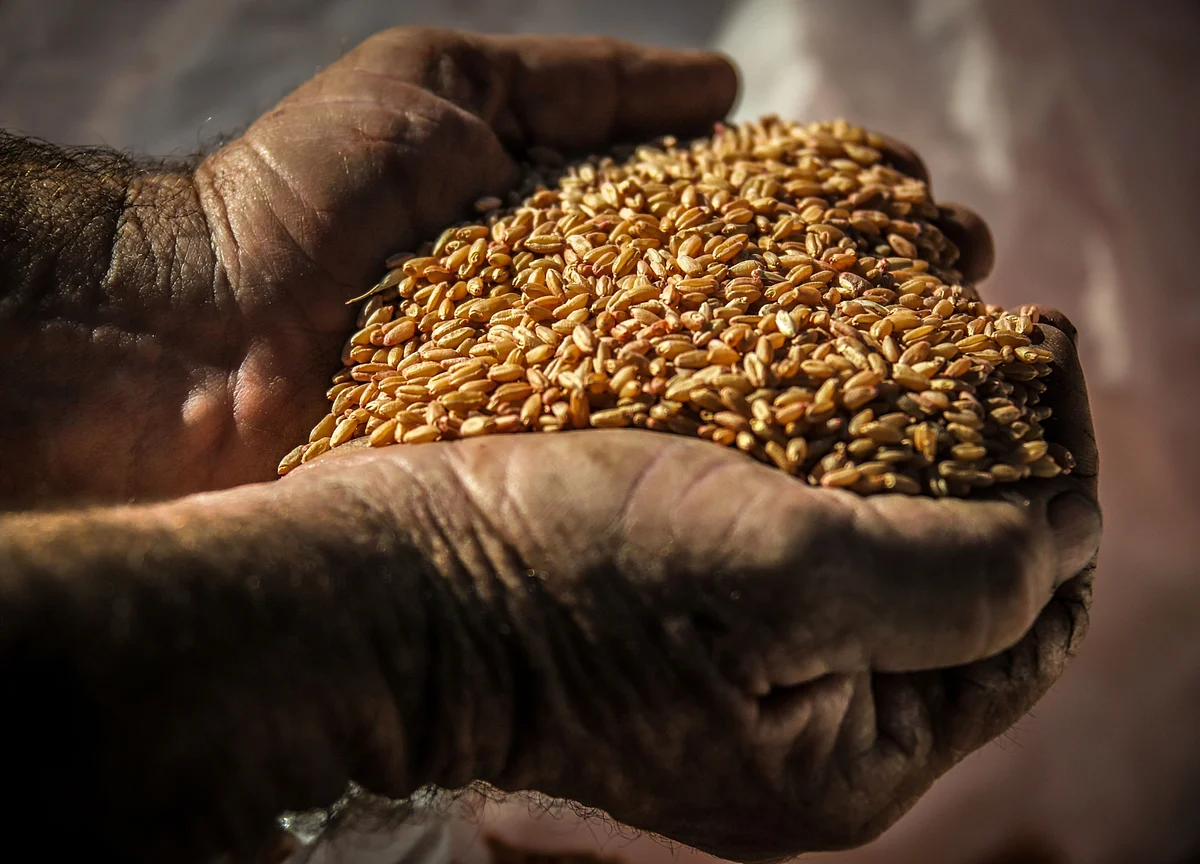 GMO-Seed Maker Says Sales Are Immune to India’s Economic Slump