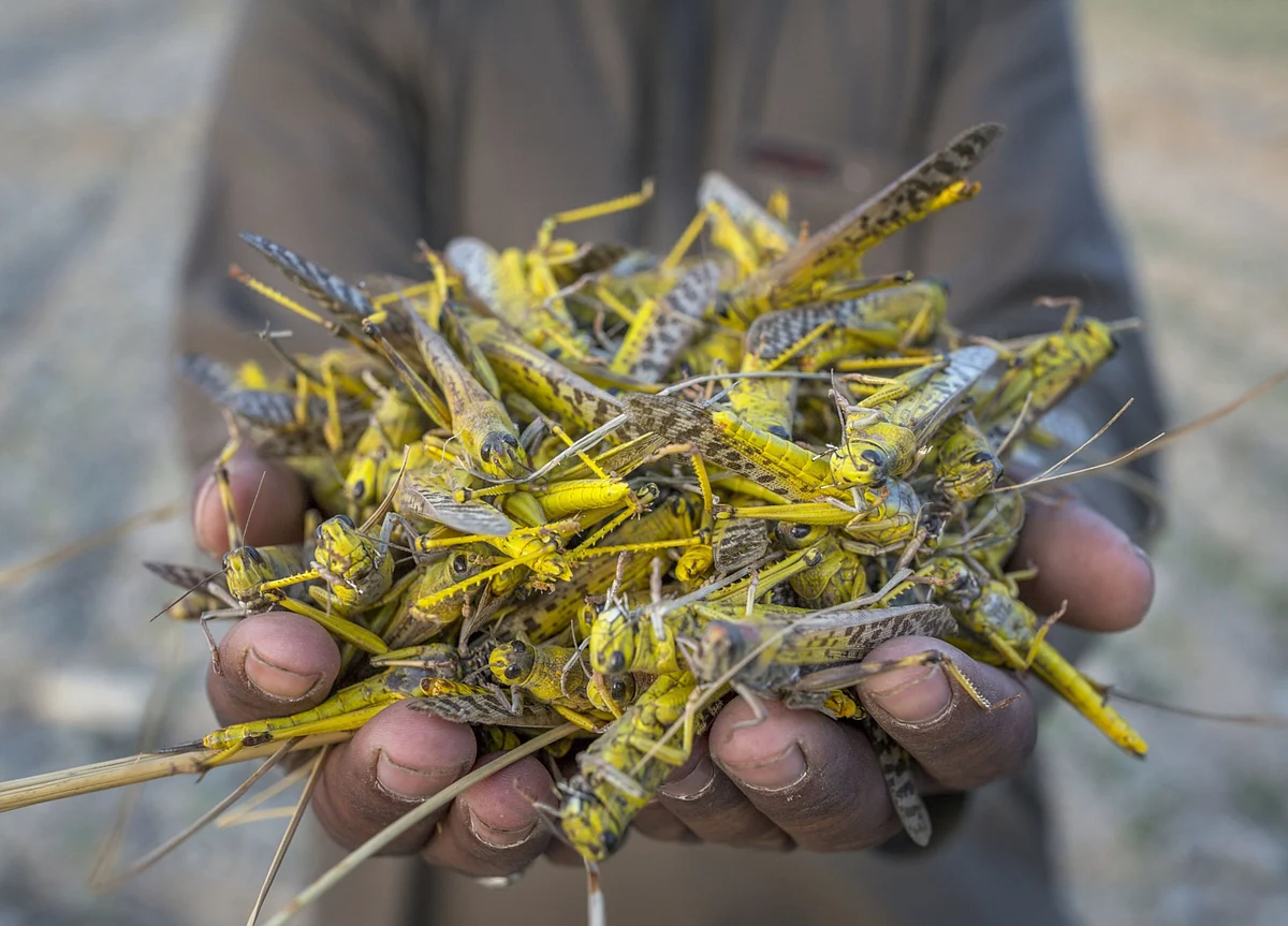Locusts Pose a Bigger Economic Threat to Pakistan Than the Virus