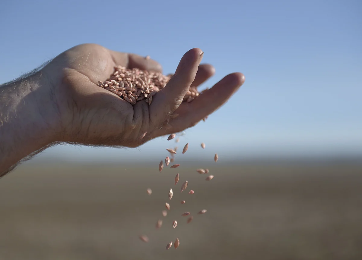 China’s Swipe at Australian Barley Sparks Quest for New Markets