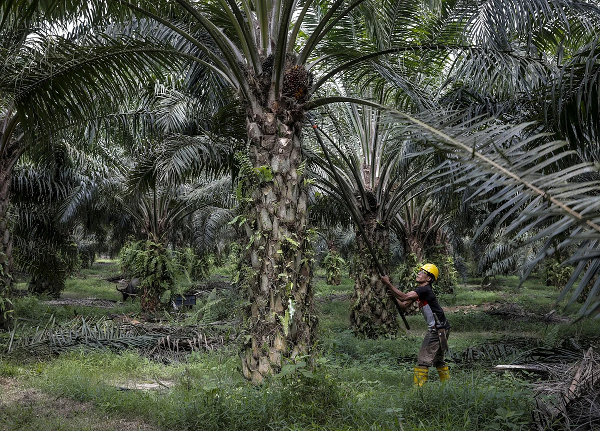 Indonesia’s Palm Oil Reserves Seen Slumping to 16-Month Low