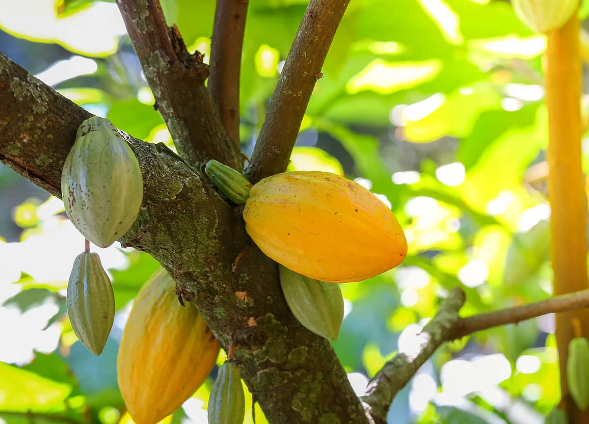 We Tested ‘WholeFruit,’ the Next Big Thing in Chocolate