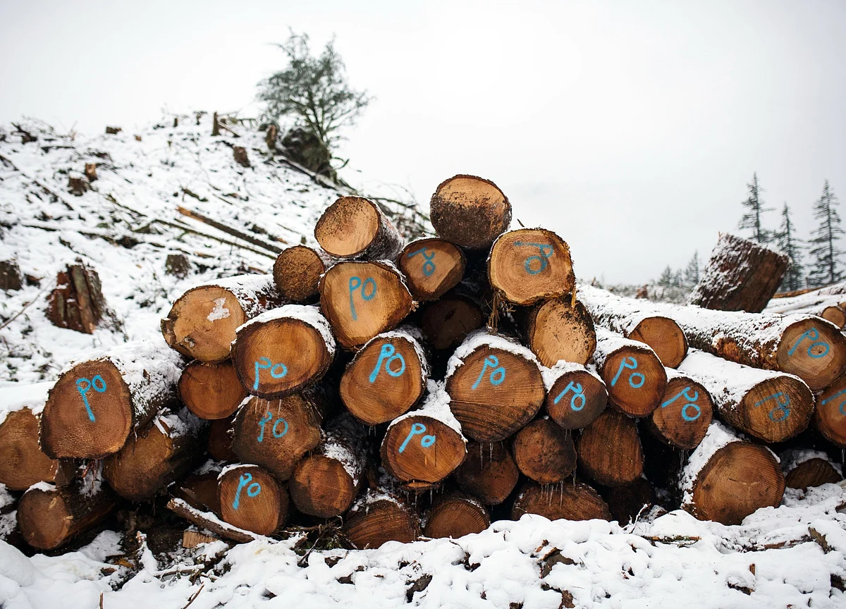 Move Over Gold. Wood Is the Shelter of Choice in the Pandemic