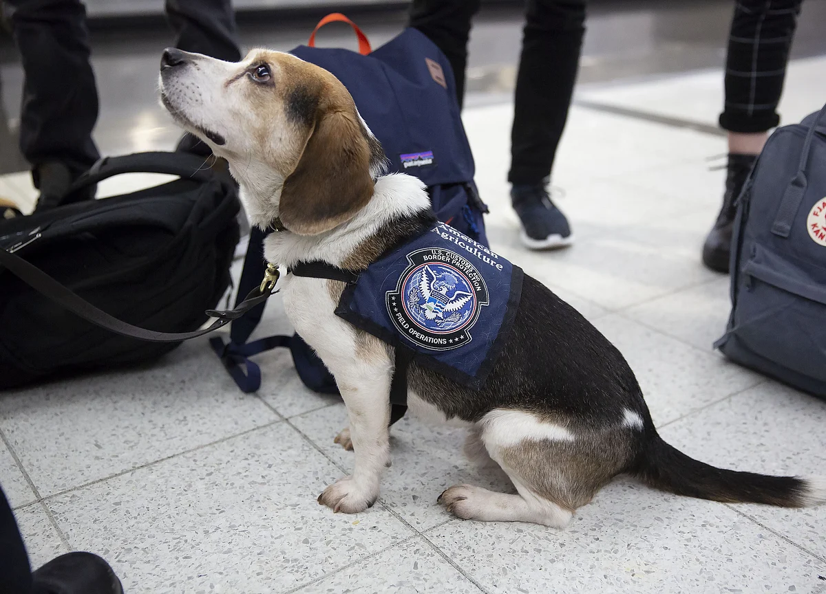 Dogs Can Sniff Out Coronavirus Infections, German Study Shows