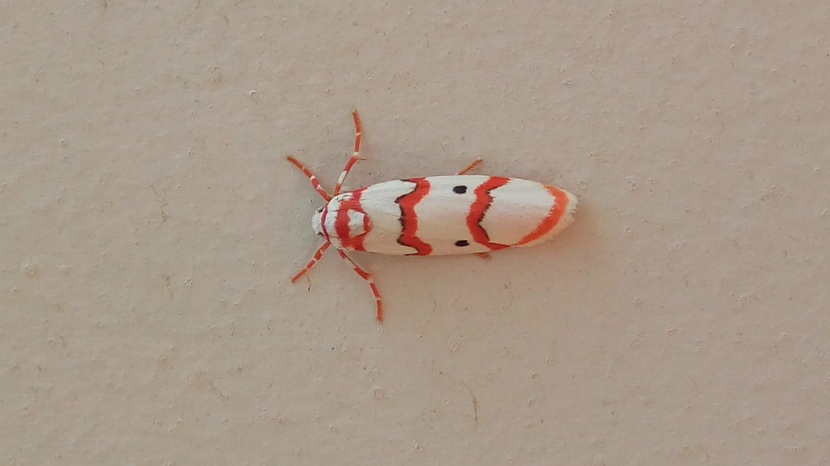 The Cyana moth species – often found with stripes and polka dots. (Photograph: Neha Sinha)