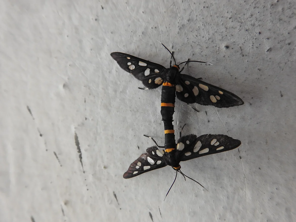 Amata moth species mating. (Photograph: Neha Sinha)