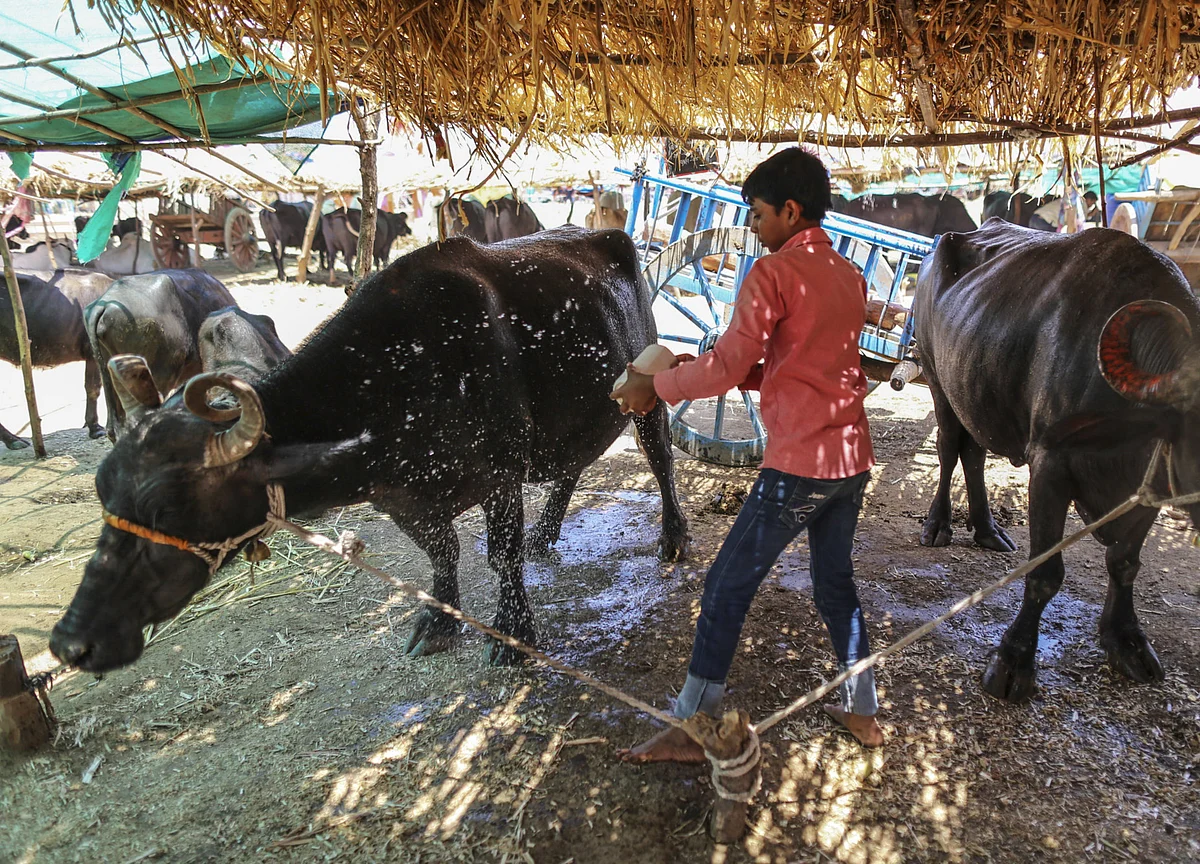 Maharashtra Government Assures Financial Scheme As Dairy Farmers Protest