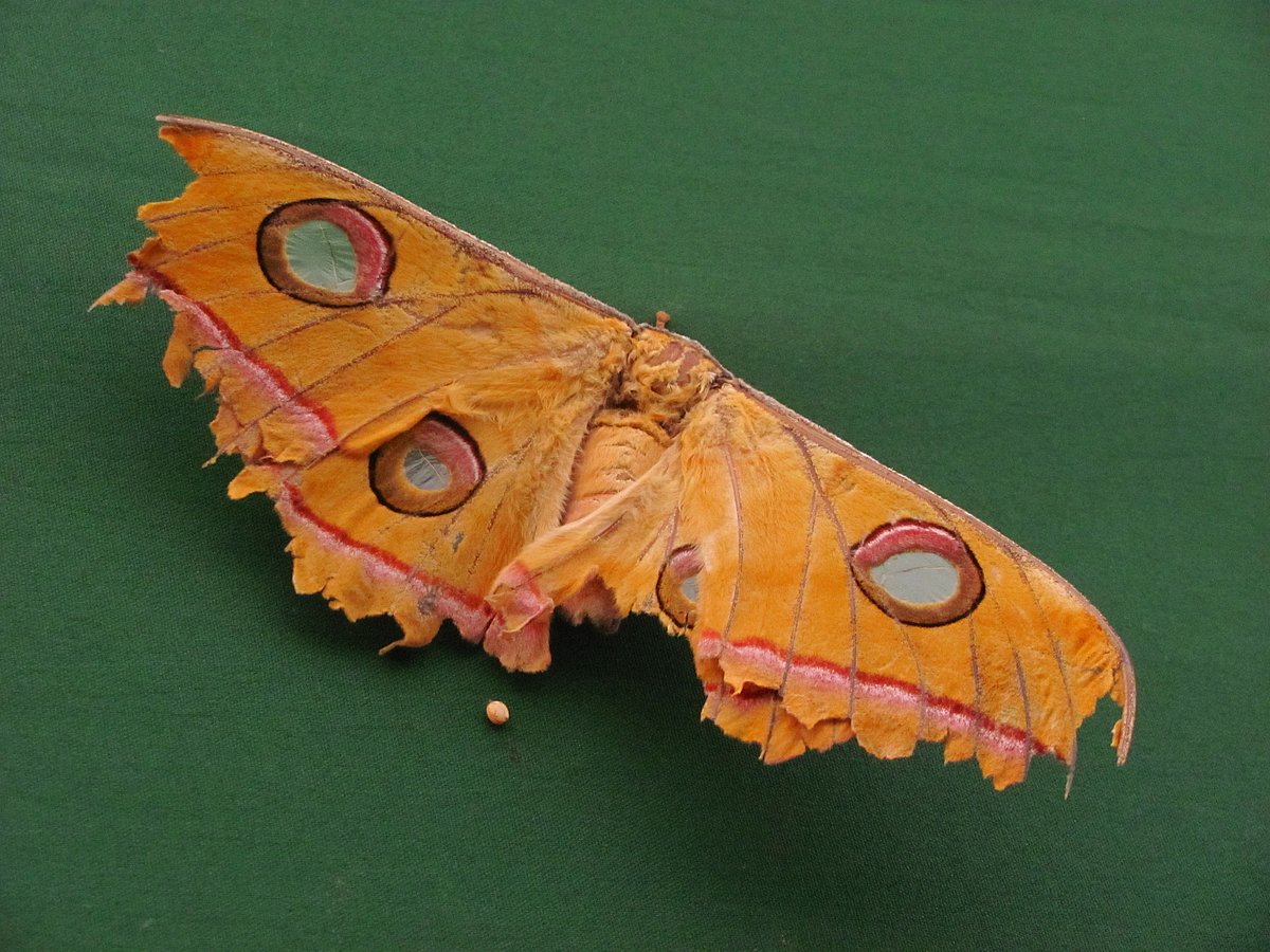 National Moth Week Let A Moth Wing Into Your Life