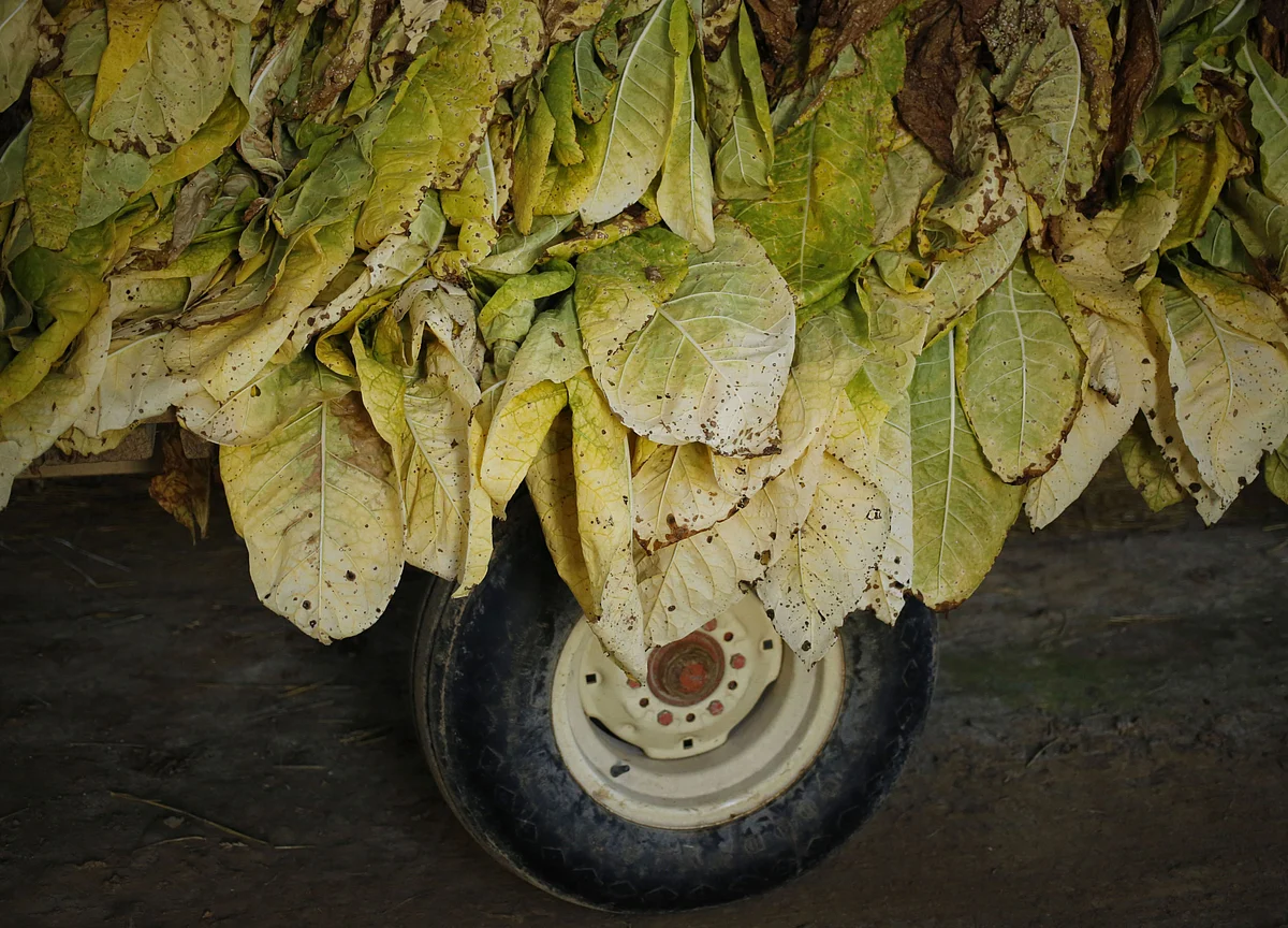 Covid Shot Derived From Tobacco-Like Plant Tested in Humans