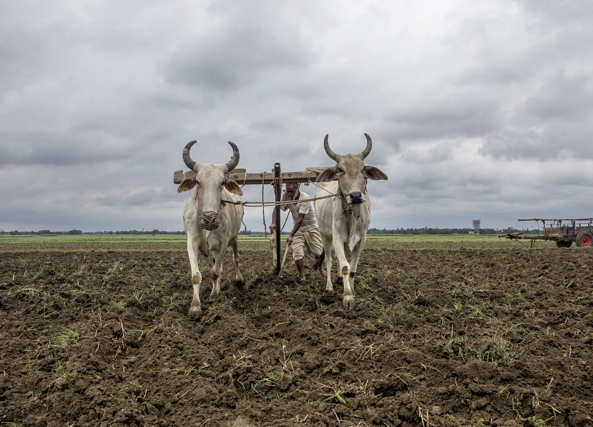 Kharif Sowing Up 88% So Far Despite Covid-19 Crisis: Agriculture Minister