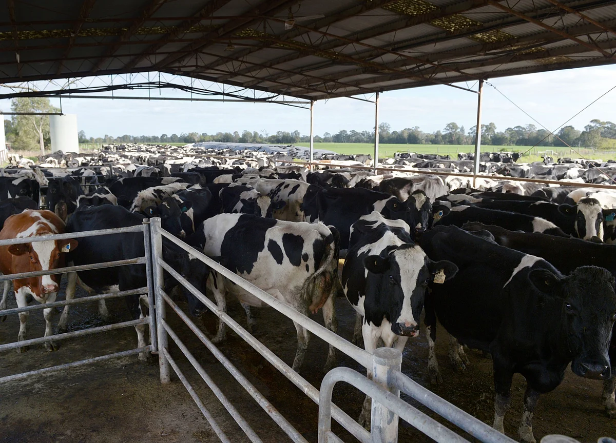 Dairy Farmers Worldwide Are On the Brink of Crisis
