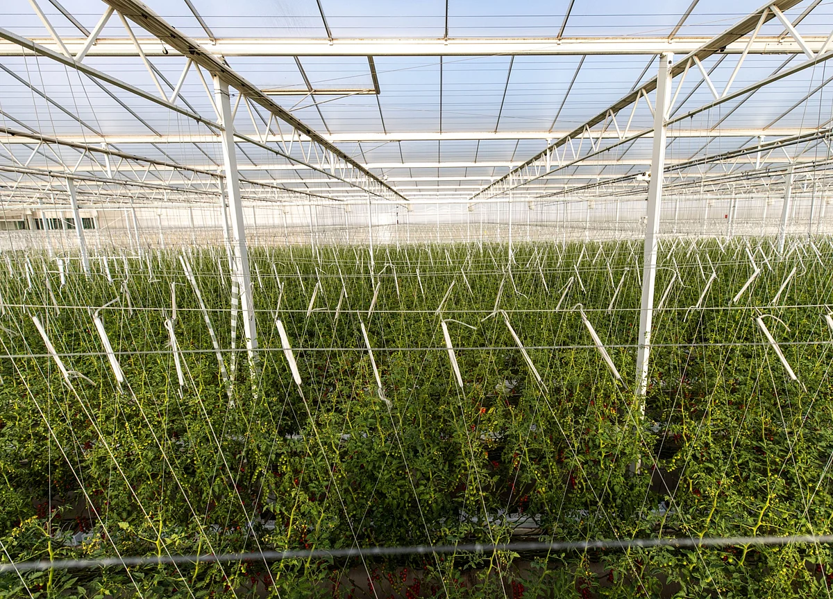 Thousands of U.S. Farms Got $6.4 Billion in Small Business Loans