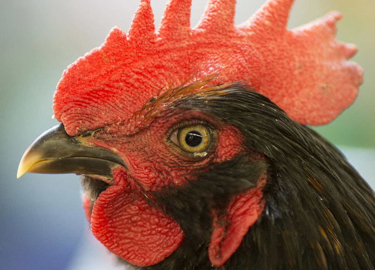 China Fresh Meat Lovers Lament Death of Live Poultry Markets
