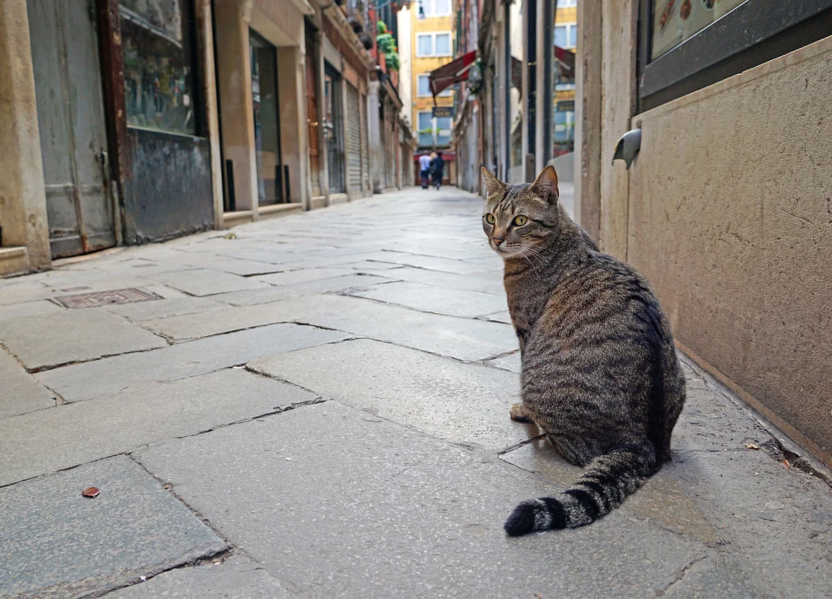 Lockdowns, GDP Growth And The Schrödinger’s Cat Paradox