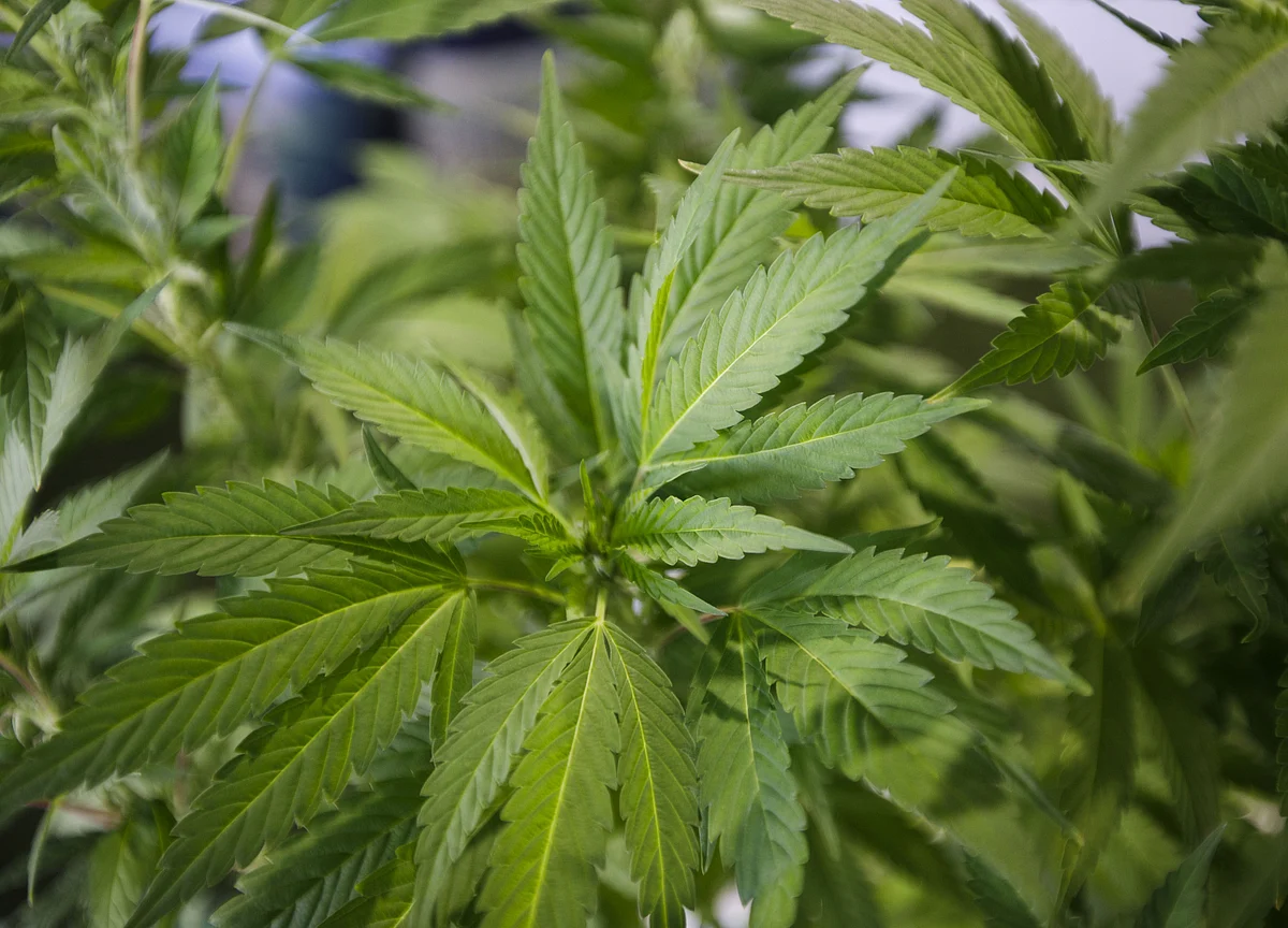 Thailand Bets on Private Medical Marijuana to Lift Economy