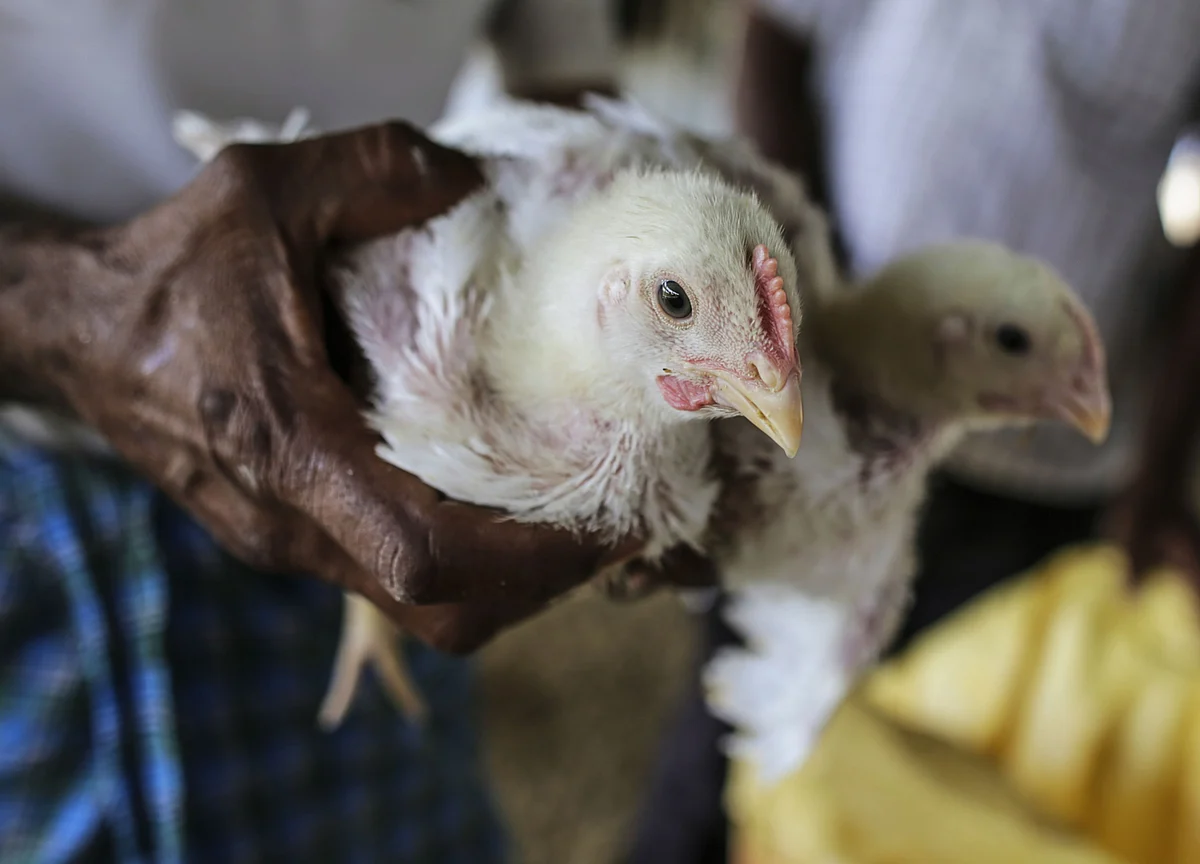 Poultry Farmers in India Seek $2.7 Billion After Virus Scare