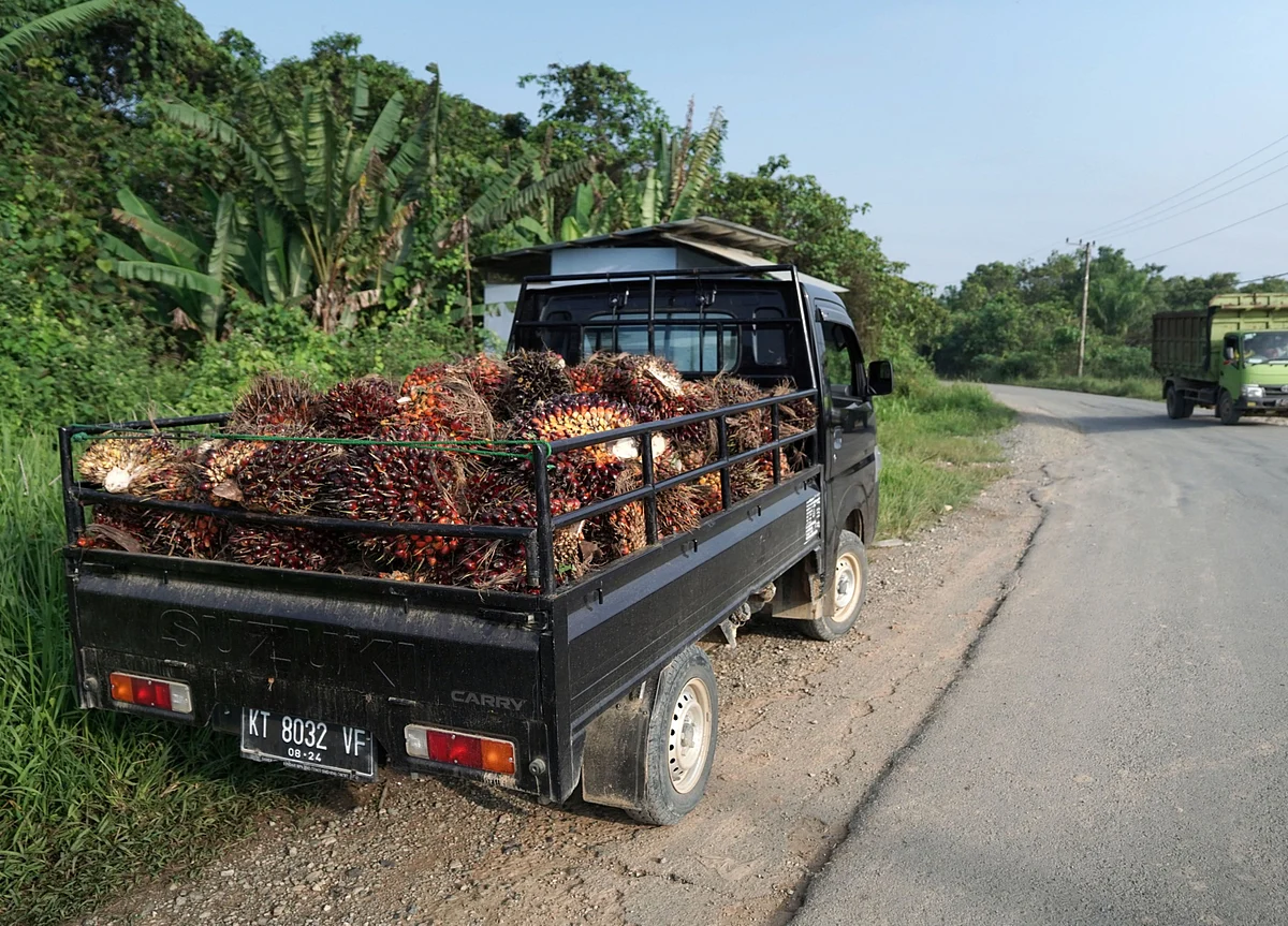 Palm Oil Imports by Biggest Buyer Expected to Hit 10-Month High