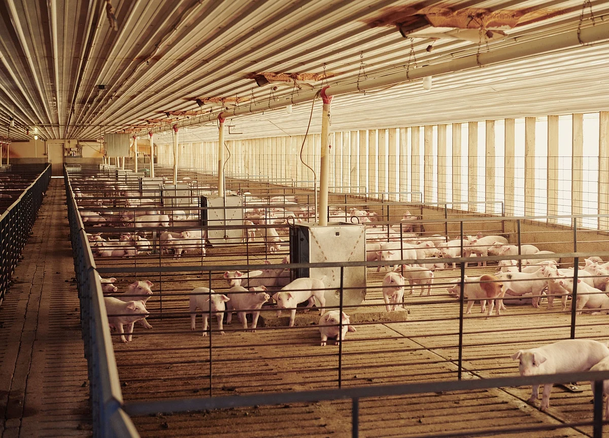China Is Hungry for Imported Farm Goods Amid Demand Recovery