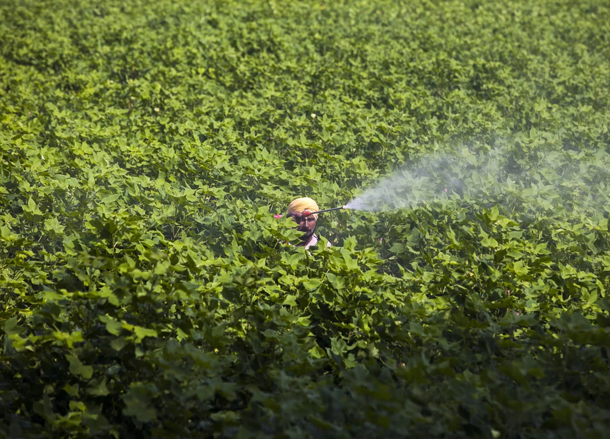 Sharda Cropchem Q4 Review - Revenues Driven By Strong Volume Growth: Dolat Capital