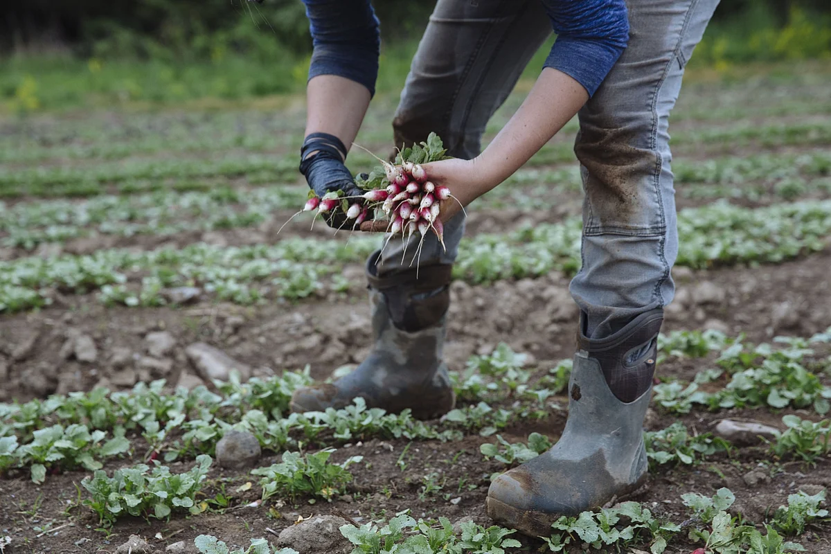 Fixing the Covid Food Disaster Can Slash Climate Emissions