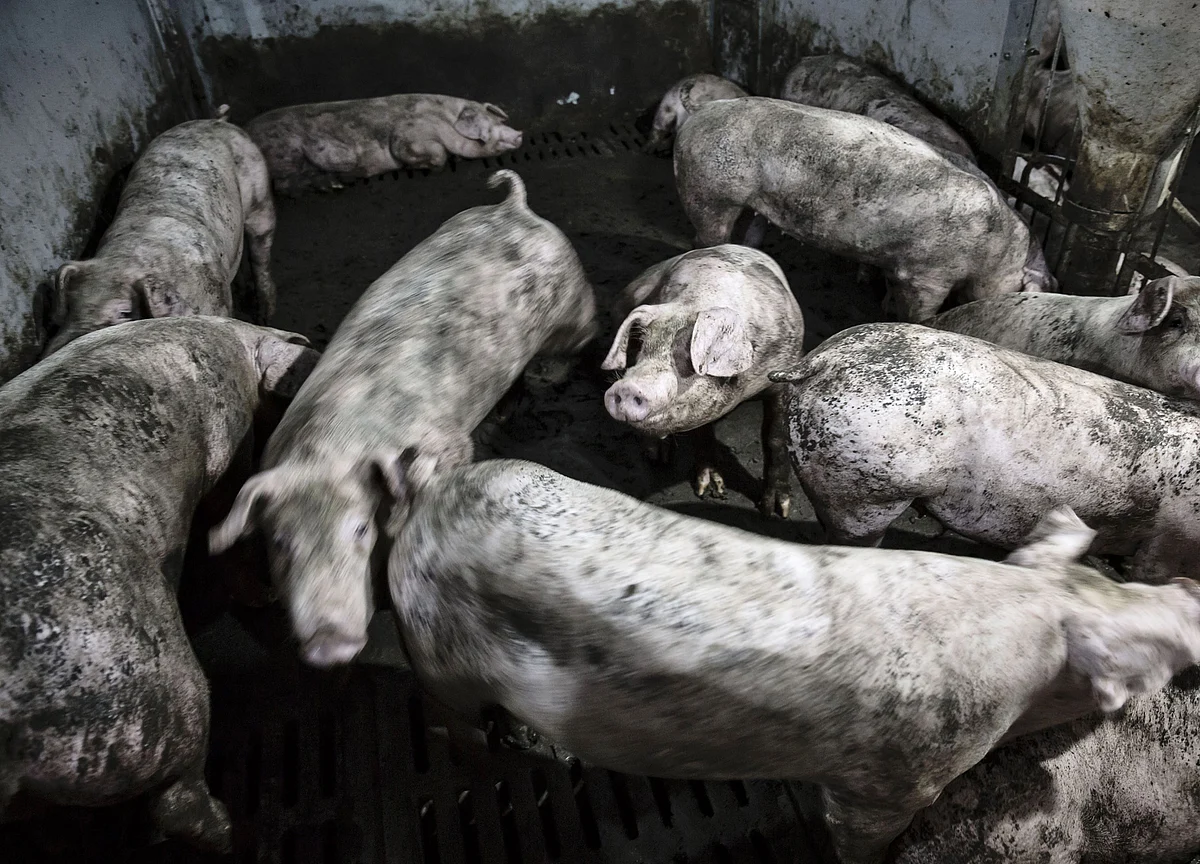 China’s 20,000 New Pig Farms Won’t Cool Pork Prices Just Yet