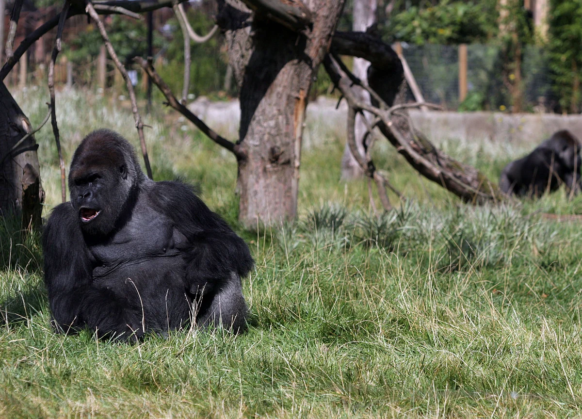 Uganda Restarts Gorilla Trekking Months After Virus Outbreak