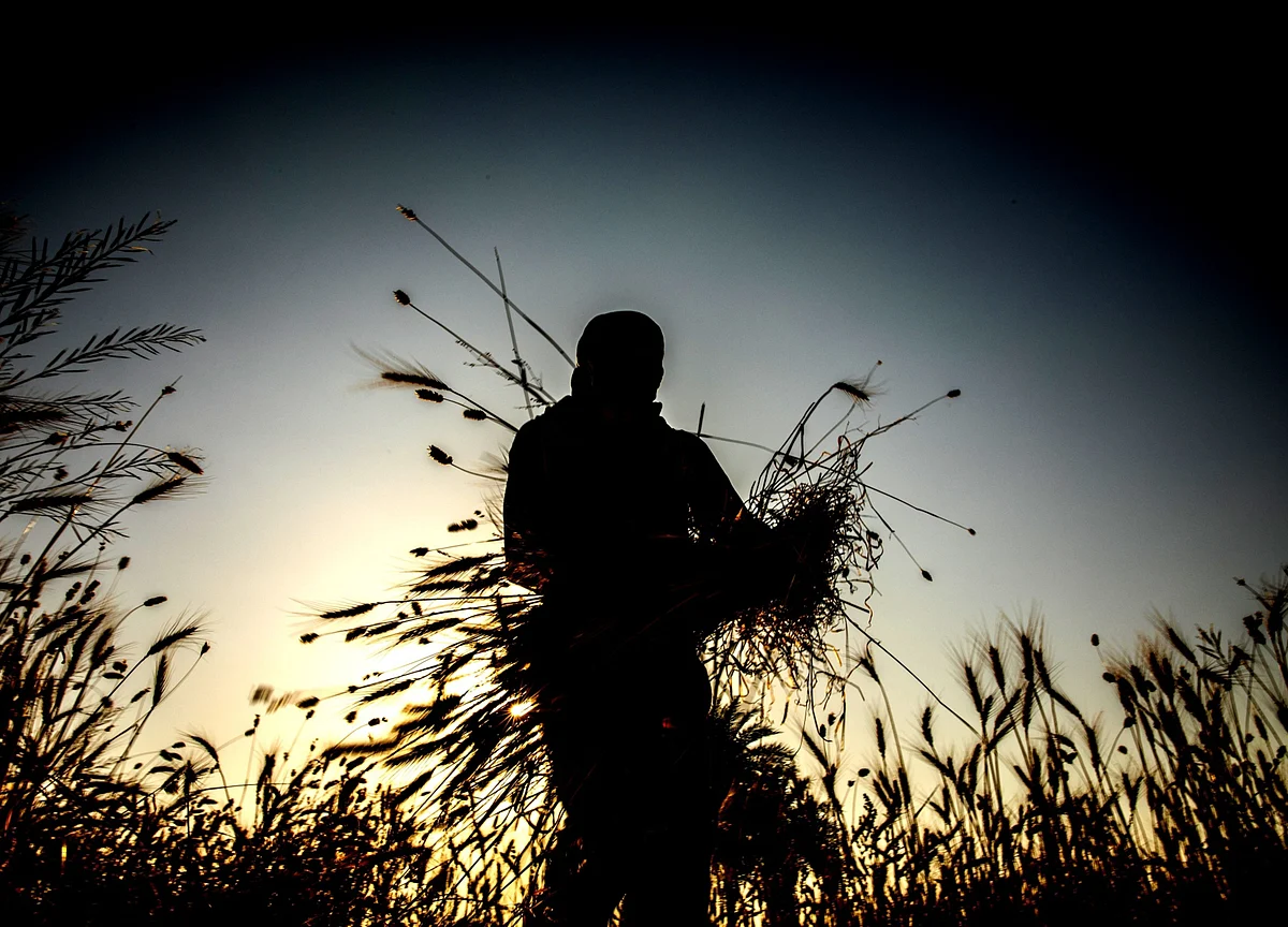 MSP Debate May Have Little Impact On India’s Macroeconomics